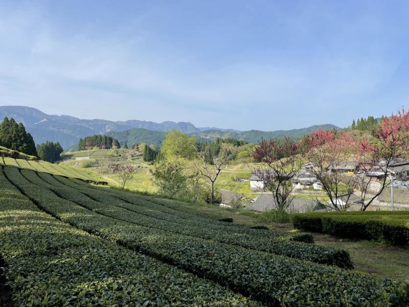 無農薬・有機栽培でつくられる茶畑