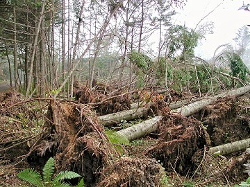 台風の被害にあった森を天然林に戻すため（PT in 雨竜）