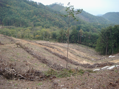 四季の森 植栽直後（2009年）の様子2